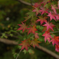 PENTAX(ペンタックス)のレンズ HD PENTAX-FA 77mmF1.8 Limited