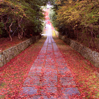 NIKON(ニコン)のデジタル一眼D5600 で撮影した写真(画像)一覧- 写真