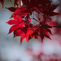 NIKON(ニコン)のレンズ AF-S NIKKOR 85mm f/1.8G で撮影した写真(画像