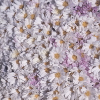 OLYMPUS(オリンパス)のデジタル一眼E-620 で撮影した写真(画像)一覧