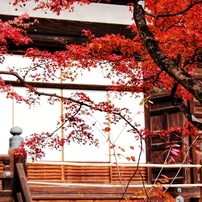 CANON(キヤノン)のデジタル一眼EOS Kiss X5 で撮影した写真(画像)一覧