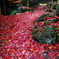 CANON(キヤノン)のデジタルカメラIXY DIGITAL 10 で撮影した写真(画像