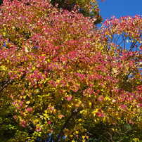 PENTAX(ペンタックス)のレンズ smc PENTAX-DA 35mmF2.4AL [オーダー