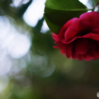 やさしさに包まれたならシリーズ