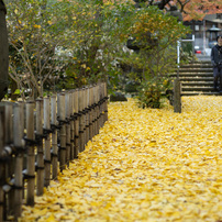 CANON(キヤノン)のレンズ EF50mm F1.4 USM で撮影した写真(画像)一覧