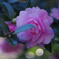 PENTAX(ペンタックス)のレンズ smc PENTAX-DA 55-300mm F4-5.8ED で