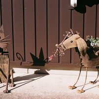 NIKON(ニコン)のフィルムカメラNew FM2 で撮影した写真(画像)一覧