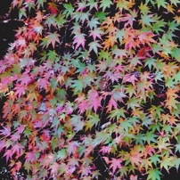 CANON(キヤノン)のデジタルカメラPowerShot SX740 HS で撮影した写真