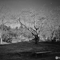 PANASONIC(パナソニック)のデジタルカメラLUMIX DMC-FZ100 で撮影した