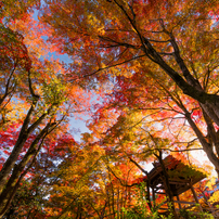 SONY(ソニー)のレンズ FE 16-35mm F2.8 GM SEL1635GM で撮影した写真