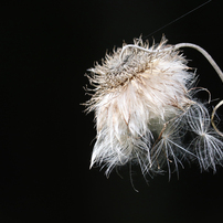 CANON(キヤノン)のデジタル一眼EOS Kiss X9i で撮影した写真(画像)一覧