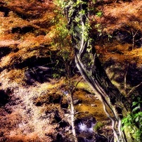 OLYMPUS(オリンパス)のレンズ M.ZUIKO DIGITAL ED 14-150mm F4.0-5.6