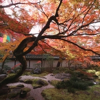 CANON(キヤノン)のレンズ EF-S10-18mm F4.5-5.6 IS STM で撮影した写真
