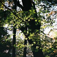 NIKON(ニコン)のフィルムカメラNew FM2 で撮影した写真(画像)一覧