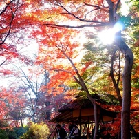 FUJIFILM(富士フイルム)のデジタルカメラFinePix X100 で撮影した写真