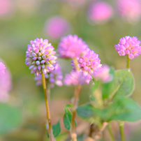 NIKON(ニコン)のレンズ Ai AF Zoom-Nikkor 24-85mm f/2.8-4D IF で撮影