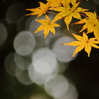 CANON(キヤノン)のレンズ EF-S55-250mm F4-5.6 IS STM で撮影した写真