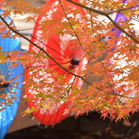 NIKON(ニコン)のレンズ AF-S DX NIKKOR 55-300mm f/4.5-5.6G ED VR で