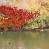 SIGMA(シグマ)のレンズ 105mm F2.8 DG DN MACRO [ソニーE用] で撮影