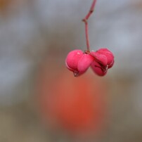 ピンク猫AF-S Micro NIKKOR 60mm f/2.8G ED ピンク猫AF-S Micro NIKKOR 60mm f/2.8G ED NIKON(ニコン)のレンズ AF-