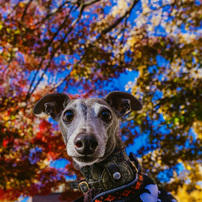 SONY(ソニー)のレンズ FE 20mm F1.8 G SEL20F18G で撮影した写真(画像