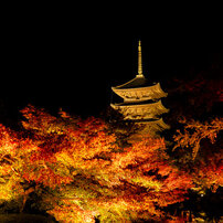 NIKON(ニコン)のレンズ NIKKOR Z 24-70mm f/2.8 S で撮影した写真(画像