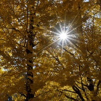 NIKON(ニコン)のレンズ AF-S DX NIKKOR 18-55mm f/3.5-5.6G VR で撮影