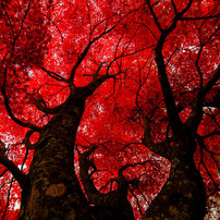 SAMYANG(サムヤン)のレンズ 14mm F2.8 ED AS IF UMC [ソニーE用] で