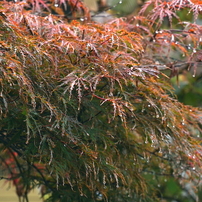 写真エッセイ：黄紅葉３題の２：枝垂れ紅葉