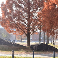 NIKON(ニコン)のレンズ AF-S DX NIKKOR 55-200mm f/4-5.6G ED VR II で