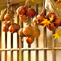 NIKON(ニコン)のレンズ AF-P DX NIKKOR 70-300mm f/4.5-6.3G ED VR で