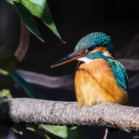 TAMRON(タムロン)のレンズ SP 500mm F/8 で撮影した写真(画像)一覧