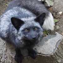 OLYMPUS(オリンパス)のレンズ M.ZUIKO DIGITAL ED 40-150mm F4.0-5.6 R