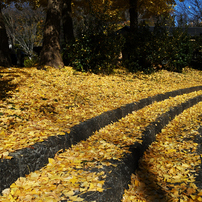 NIKON(ニコン)のレンズ AF-S DX NIKKOR 18-55mm f/3.5-5.6G VR で撮影