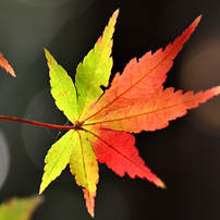 紅葉の葉