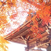 FUJIFILM(富士フイルム)のデジタルカメラFinePix X100 で撮影した写真