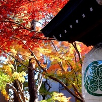 FUJIFILM(富士フイルム)のデジタルカメラFinePix X100 で撮影した写真