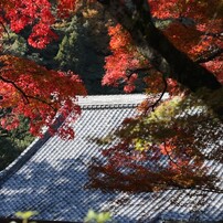 CANON(キヤノン)のデジタルカメラCanon IXY 150 で撮影した写真(画像