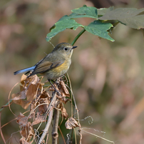 NIKON(ニコン)のミラーレス一眼Z fc で撮影した写真(画像)一覧- 写真