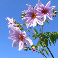 CANON(キヤノン)のデジタルカメラPowerShot Pro1 で撮影した写真(画像