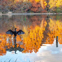 NIKON(ニコン)のレンズ AF-S NIKKOR 50mm f/1.8G Special Edition で