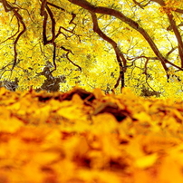 cheers ( General Direction – XXVI )