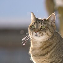 CANON(キヤノン)のレンズ EF135mm F2L USM で撮影した写真(画像)一覧