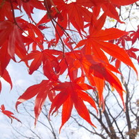 PENTAX(ペンタックス)のデジタルカメラOptio RS1000 で撮影した写真