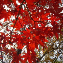 PENTAX(ペンタックス)のデジタルカメラOptio RS1000 で撮影した写真