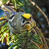 冠羽が開いた菊ちゃん②