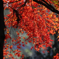 冬日の紅葉