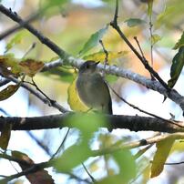 NIKON(ニコン)のデジタル一眼D7200 で撮影した写真(画像)一覧(5ページ