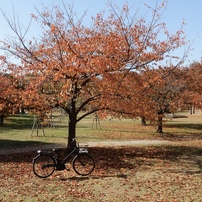 NIKON(ニコン)のデジタルカメラCOOLPIX A900 で撮影した写真(画像)一覧