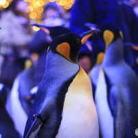 CANON(キヤノン)のデジタル一眼EOS Kiss デジタル X で撮影した写真